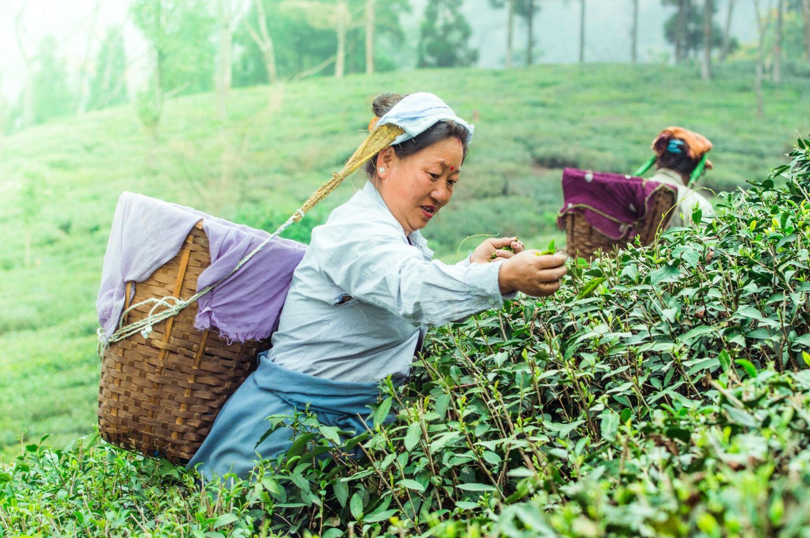 Sikkim – Darjeeling
