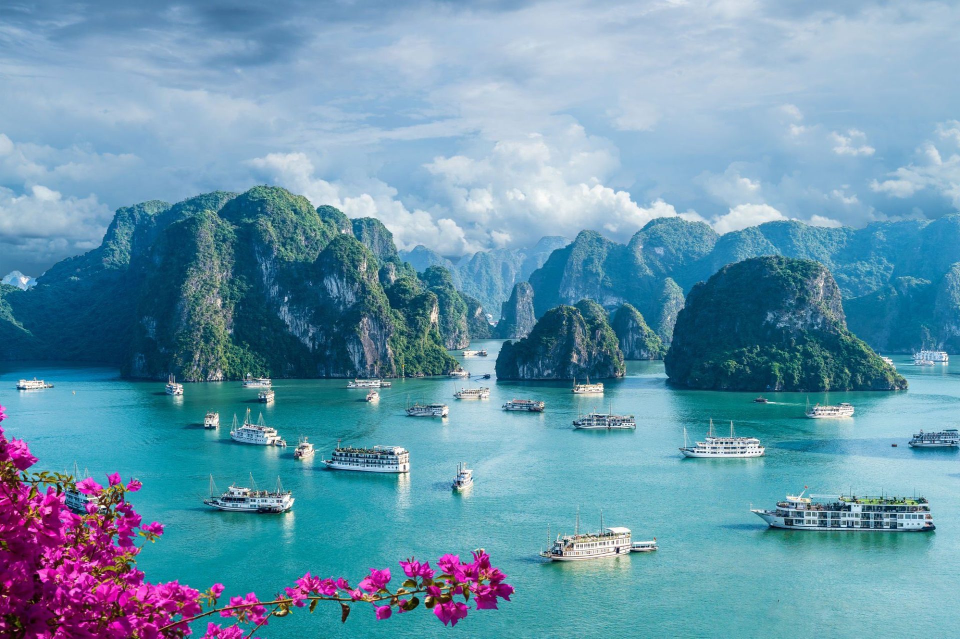 Traditional cruise boats scattered across the turquoise waters of Ha Long Bay, framed by pink bougainvillea blooms and towering limestone islands.