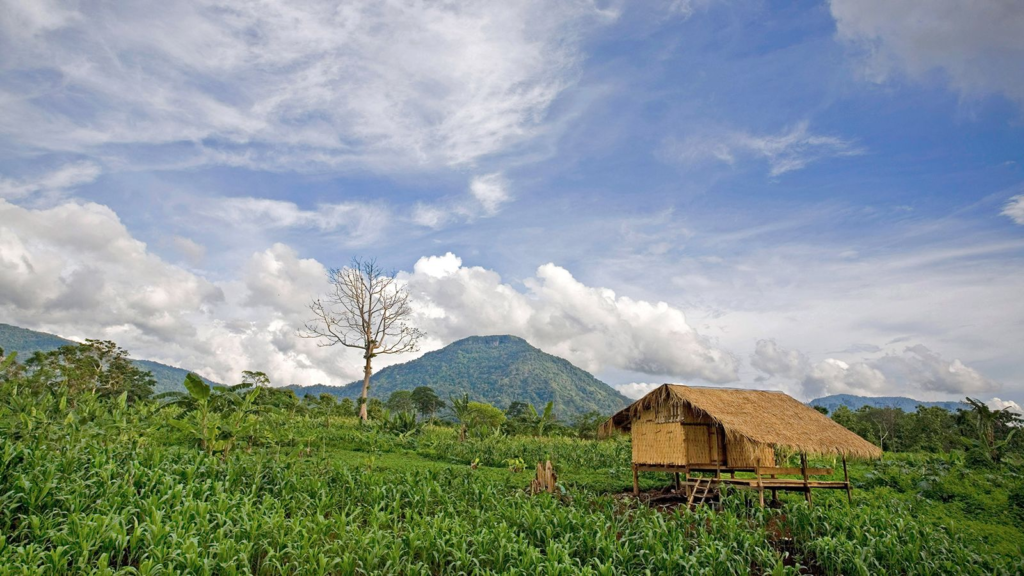 Traditional thatched stilt hut in a highland farm clearing on the Bolaven Plateau, Laos, with jungle-covered mountains behind