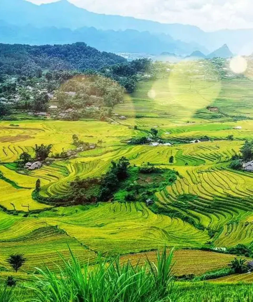 Terraced rice paddies in the countryside