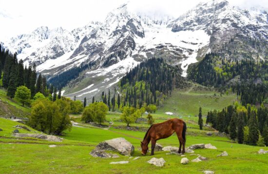 Snow-capped Himalayan peaks and a grazing horse in a green meadow, Tulail Valley near Gurez, Kashmir